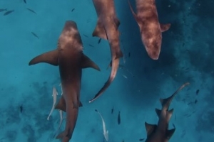 雷竞技-好多鱼库巴西度假时潜入海中，和一群鲨鱼亲密接触